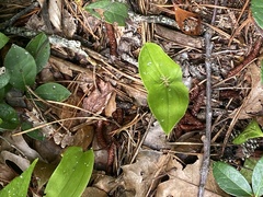 Maianthemum canadense