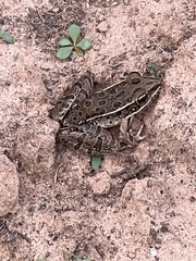 Lithobates blairi