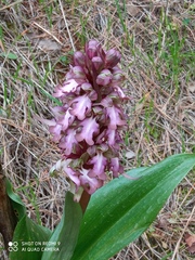 Himantoglossum robertianum