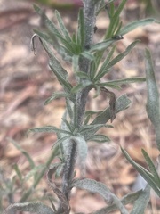 Erigeron bonariensis
