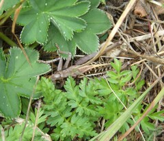 Decticus verrucivorus