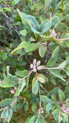 Rhododendron canadense