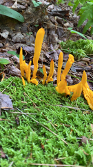 Clavulinopsis
