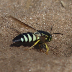 Bicyrtes quadrifasciatus