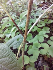 Hydrangea arborescens