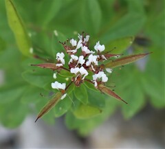 Polanisia dodecandra