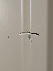 Hellinsia homodactylus