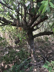 Elaeocarpus decipiens