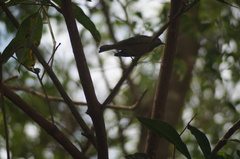 Thraupis palmarum