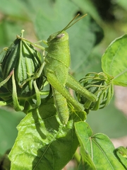 Schistocerca damnifica