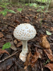 Amanita cokeri