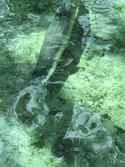 Megalops atlanticus