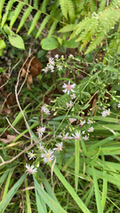 Symphyotrichum lateriflorum