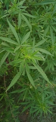 Cannabis sativa