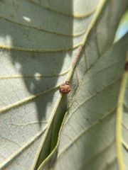 Andricus nigricens