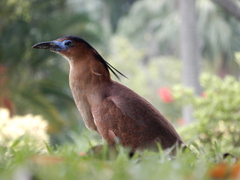 Gorsachius melanolophus