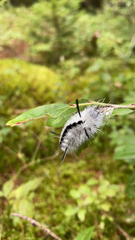Lophocampa caryae