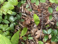 Maianthemum canadense