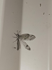 Dendroleon obsoletus