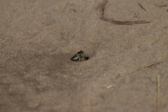 Bicyrtes quadrifasciatus