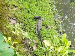 Varanus salvator macromaculatus