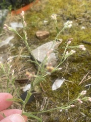 Pseudognaphalium ramosissimum