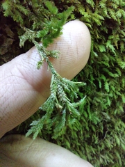 Hedwigia ciliata