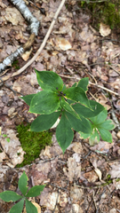 Medeola virginiana