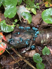Chlorociboria aeruginascens