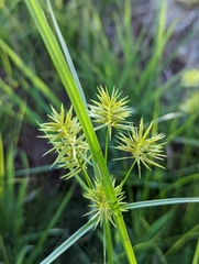 Cyperus esculentus leptostachyus