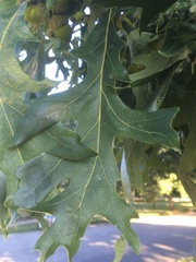 Quercus macrocarpa