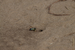 Bicyrtes quadrifasciatus