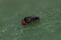 Lindneromyia