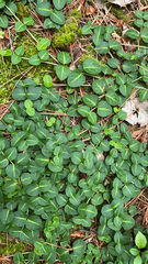 Mitchella repens