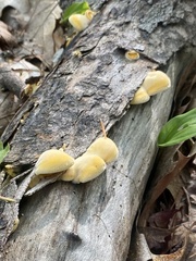 Phyllotopsis nidulans