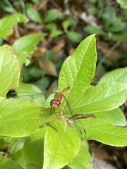 Sympetrum vicinum