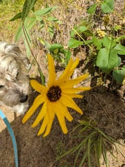 Helianthus pauciflorus