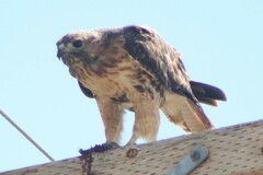 Buteo jamaicensis calurus