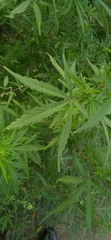Cannabis sativa