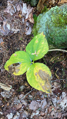Trillium undulatum