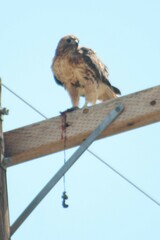 Buteo jamaicensis calurus