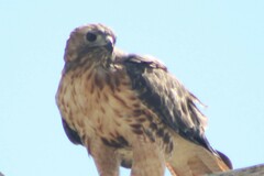Buteo jamaicensis calurus