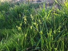 Cyperus esculentus leptostachyus