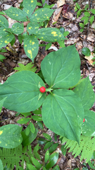 Trillium undulatum