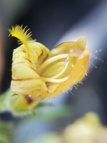 Image of Keckiella lemmonii by (c) Mary K. Hanson, some rights reserved (CC BY)