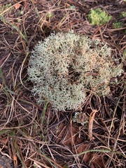 Cladonia subtenuis