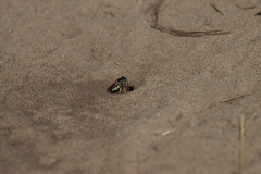 Bicyrtes quadrifasciatus