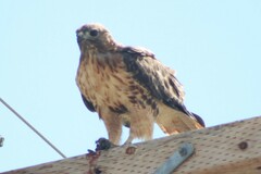 Buteo jamaicensis calurus