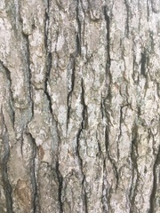 Quercus macrocarpa