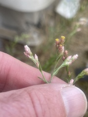 Pseudognaphalium ramosissimum